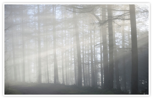 John Daniels - Misty woodland